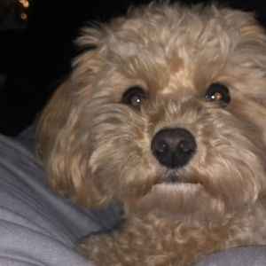 Meet your Posher, Tracey